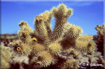 Cholla Cactus Garden